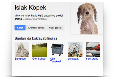 ıslak kopek kokusu